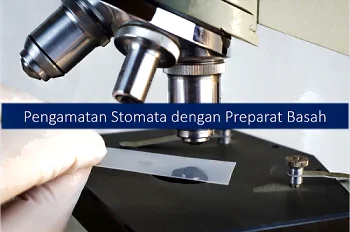 Pengamatan Stomata dengan Preparat Basah